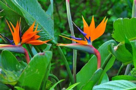 天堂鳥的花語|天堂鳥花語象徵與寓意